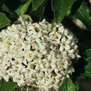 Viburnum, Viburnum x 'pragense' Prague 1G