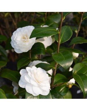 Camellia, Camellia japonica 'Apple Blossom' 1G