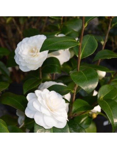 Camellia, Camellia japonica 'Apple Blossom' 1G