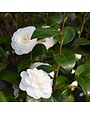 Camellia, Camellia japonica 'Apple Blossom' 1G