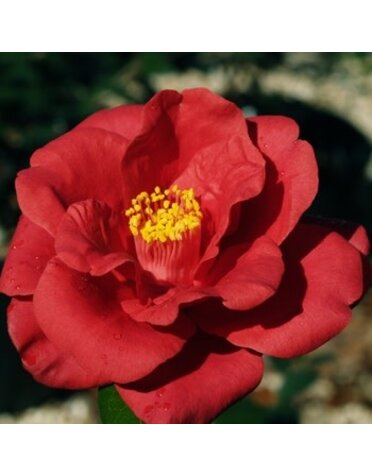 Camellia, Camellia japonica 'Royal Velvet' 3G