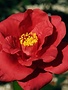 Camellia, Camellia japonica 'Royal Velvet' 3G