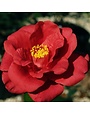 Camellia, Camellia japonica 'Royal Velvet' 3G