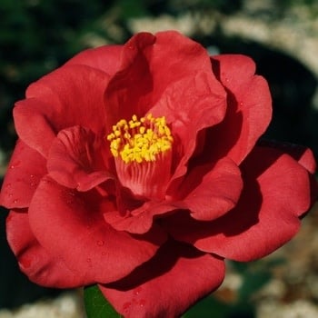 Camellia, Camellia japonica 'Royal Velvet' 3G