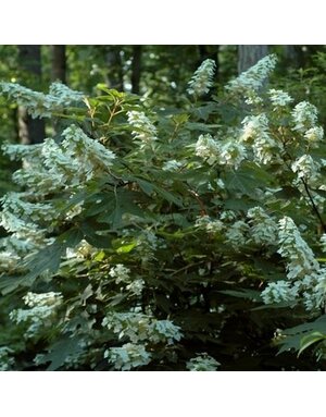 Hydrangea, Hydrangea quercifolia 'Alice' (Oakleaf) 3G