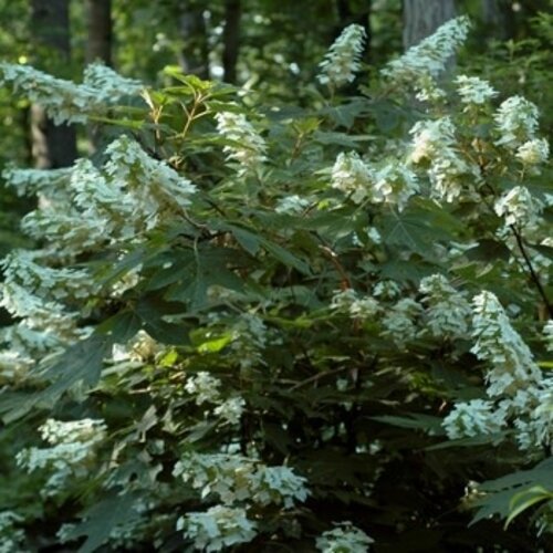 Hydrangea, Hydrangea quercifolia 'Alice' (Oakleaf) 3G