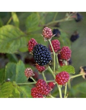 Blackberry, Rubus 'Osage' 3G