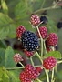 Blackberry, Rubus 'Osage' 3G