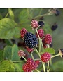 Blackberry, Rubus 'Osage' 3G