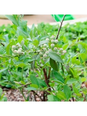 Blueberry, Vaccinium corymbosum 'Star' 3G