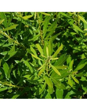 Wax Myrtle, Myrica cerifera 'Southern' 1G NATIVE