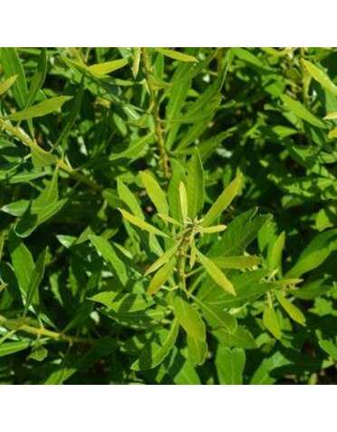 Wax Myrtle, Myrica cerifera 'Southern' 1G NATIVE