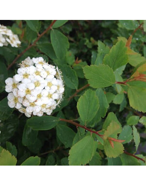 Spirea, Spiraea × vanhouttei 'Vanhoutte' 1G