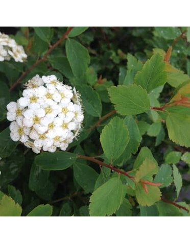 Spirea, Spiraea × vanhouttei 'Vanhoutte' 1G