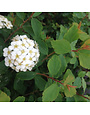 Spirea, Spiraea × vanhouttei 'Vanhoutte' 1G