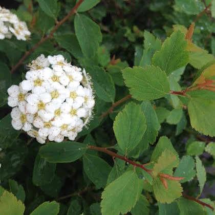 Spirea, Spiraea × vanhouttei 'Vanhoutte' 1G