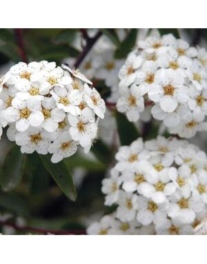 Spirea, Spiraea nipponica 'Snowmound' 3G