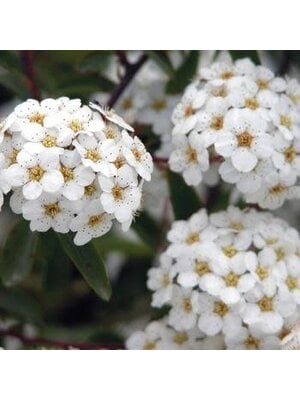 Spirea, Spiraea nipponica 'Snowmound' 3G Spirea, Spiraea nipponica 'Snowmound' 3G