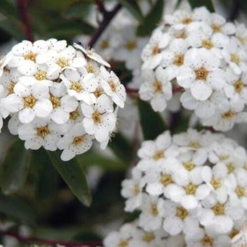 Spirea, Spiraea nipponica 'Snowmound' 3G