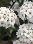 Spirea, Spiraea nipponica 'Snowmound' 3G