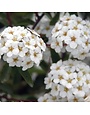 Spirea, Spiraea nipponica 'Snowmound' 3G