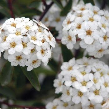 Spirea, Spiraea nipponica 'Snowmound' 3G