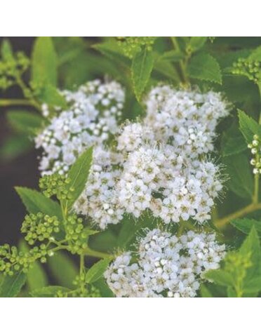 Spirea, Spiraea japonica 'Conspiyet' Yeti™ 3G