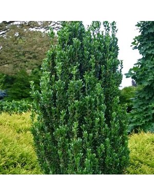 Holly, Ilex crenata 'Sky Pencil' 1G