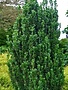Holly, Ilex crenata 'Sky Pencil' 1G