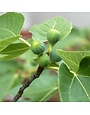 Fig, Ficus carica 'Brown Turkey' 2G