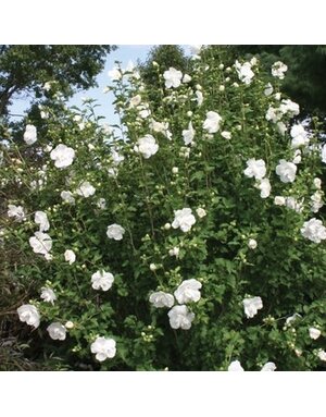 Rose of Sharon, Hibiscus syriacus 'Notwoodtwo' White Chiffon® 3G