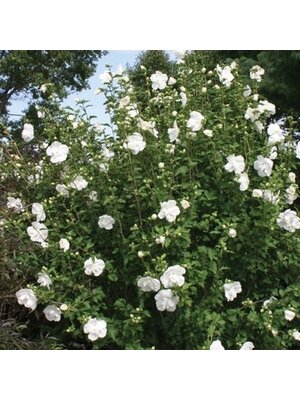 Rose of Sharon, Hibiscus syriacus 'Notwoodtwo' White ChiffonÂ® 3G