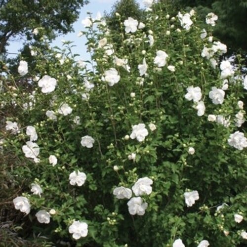 Rose of Sharon, Hibiscus syriacus 'Notwoodtwo' White ChiffonÂ® 3G