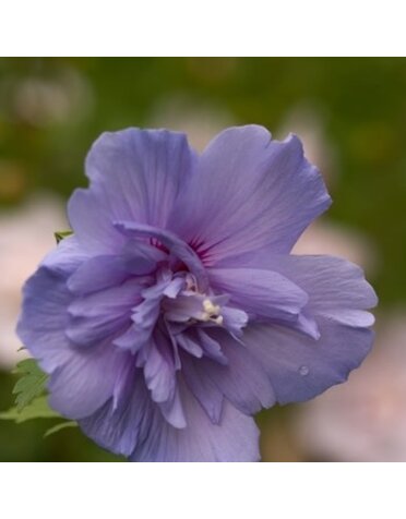 Rose of Sharon, Hibiscus syriacus 'Notwoodthree' Blue Chiffon® 3G
