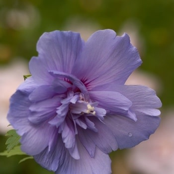 Rose of Sharon, Hibiscus syriacus 'Notwoodthree' Blue Chiffon® 3G