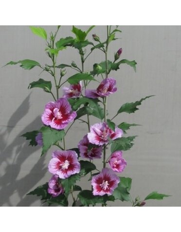 Rose of Sharon, Hibiscus syriacus 'Gandini Santiago' Purple Pillar® 3G