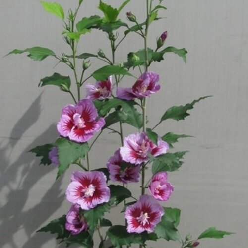 Rose of Sharon, Hibiscus syriacus 'Gandini Santiago' Purple PillarÂ® 3G