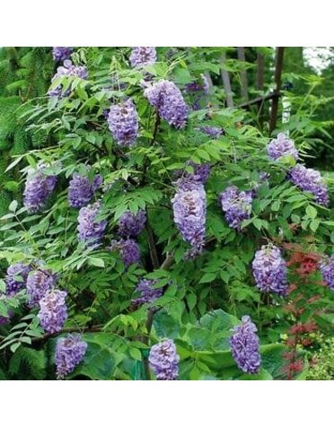 Wisteria vine "Amethyst Falls"  5G