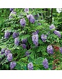 Wisteria vine "Amethyst Falls"  5G