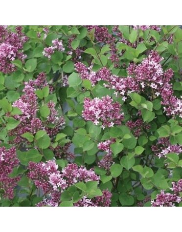 Lilac, Syringa meyeri 'Anny200809' Flowerfesta® Purple Dwarf Lilac (Purple) 3G