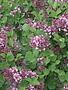 Lilac, Syringa meyeri 'Anny200809' Flowerfesta® Purple Dwarf Lilac (Purple) 3G