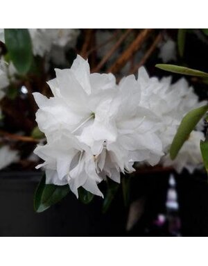 Rhododendron, Rhododendron maximum 'Great Laurel' (White) 5G