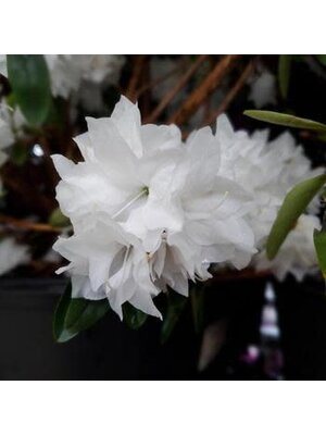 Rhododendron, Rhododendron maximum 'Rosebay' (White with pink Edges) 5G