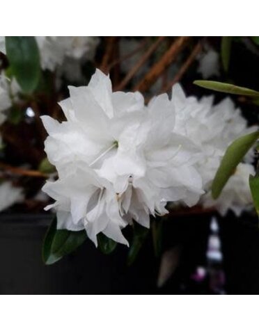 Rhododendron, Rhododendron maximum 'Rosebay' (White with pink Edges) 5G