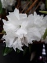 Rhododendron, Rhododendron maximum 'Great Laurel' (White) 5G