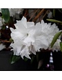 Rhododendron, Rhododendron maximum 'Rosebay' (White with pink Edges) 5G