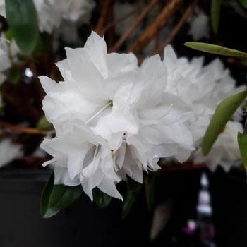 Rhododendron, Rhododendron maximum 'Rosebay' (White with pink Edges) 5G