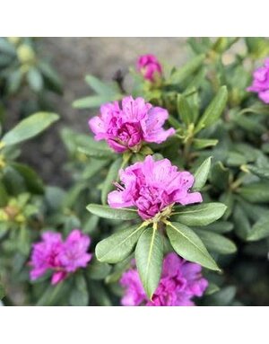 Rhododendron, Rhododendron catawbiense 'Roseum Elegans' (Lavender/Pink) 5G