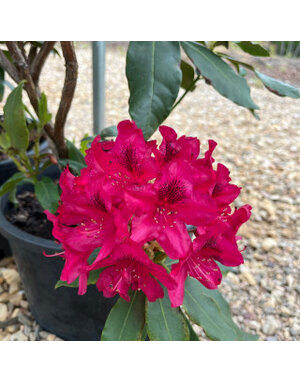 Rhododendron, Rhododendron catawbiense 'Nova Zembla' (Red/Pink) 3G NATIVE