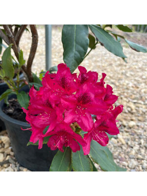 Rhododendron, Rhododendron catawbiense 'Nova Zembla' (Red/Pink) 3G NATIVE